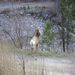 Big Horn Sheep