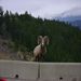 Big Horn Sheep