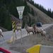 Big Horn Sheep