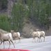 Big Horn Sheep